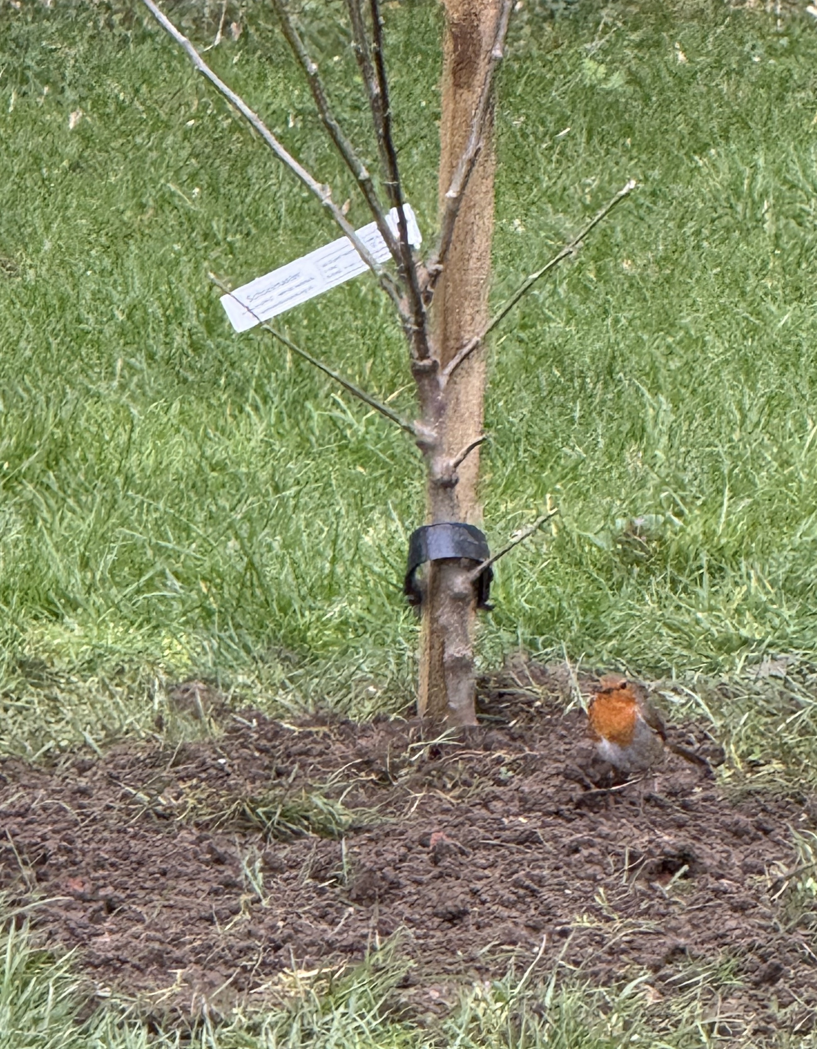 Photo of a robin investigating the new orchard