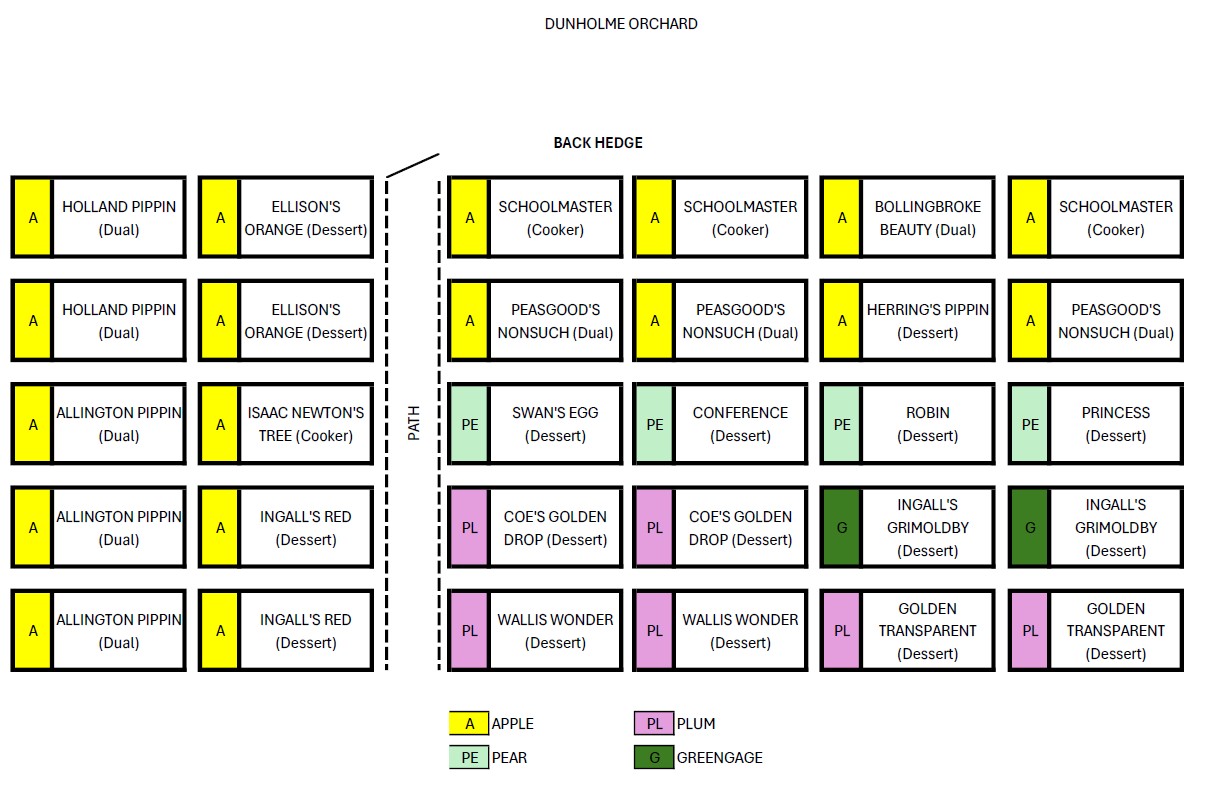 Chart showing the names and positions  of the trees planted in the orchard. 