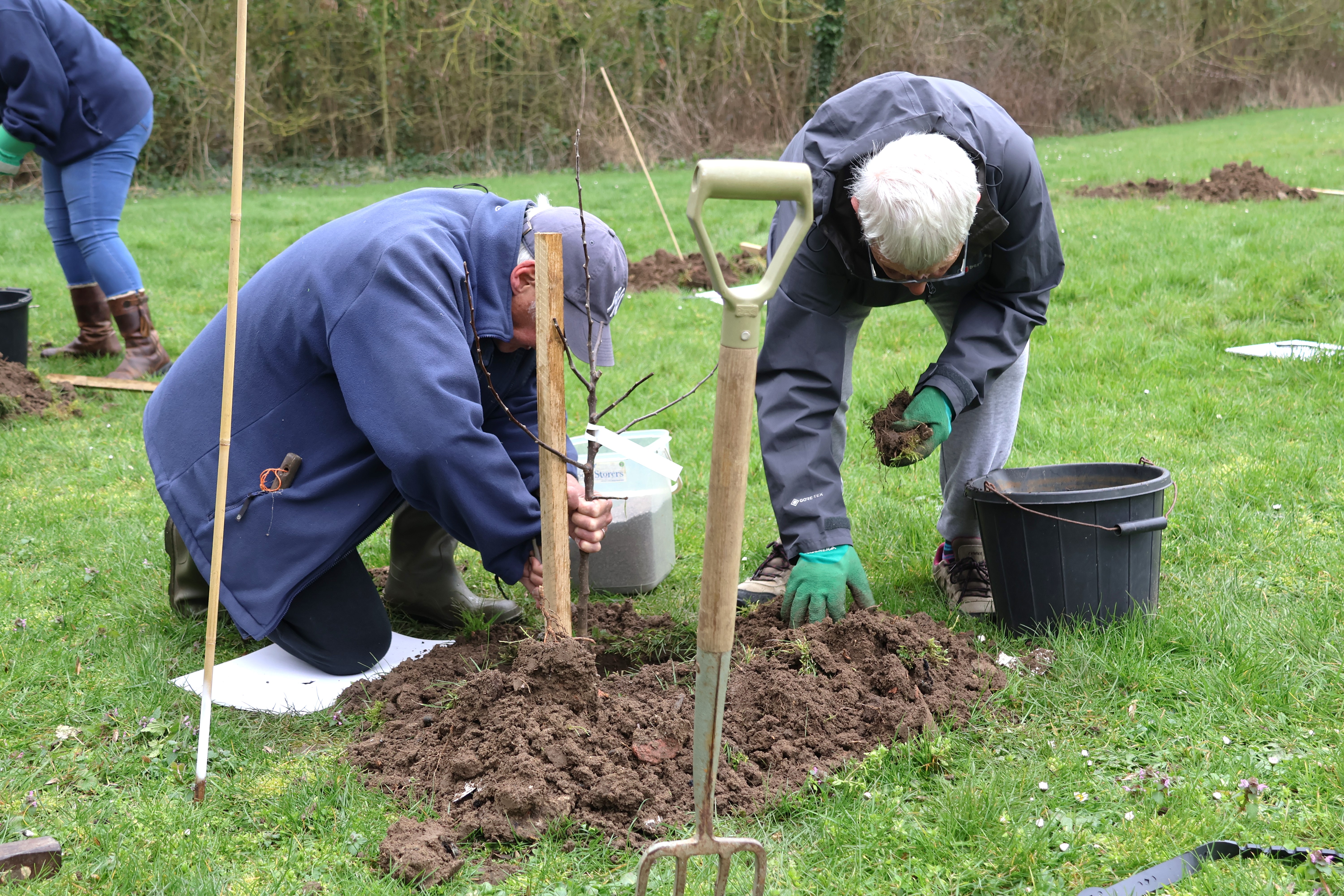 Planting tree in the orchard