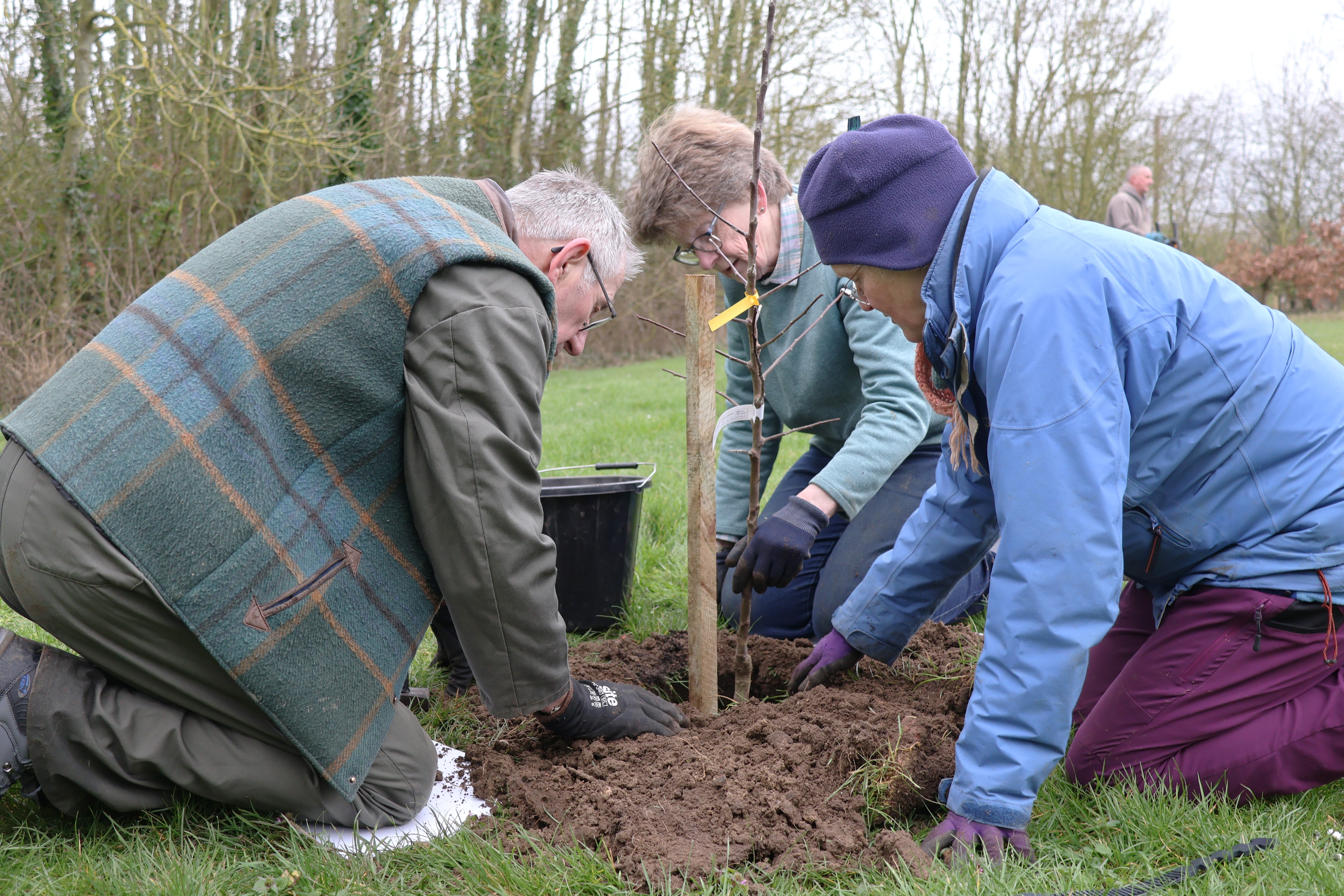 Photo of tree planting in the orchard